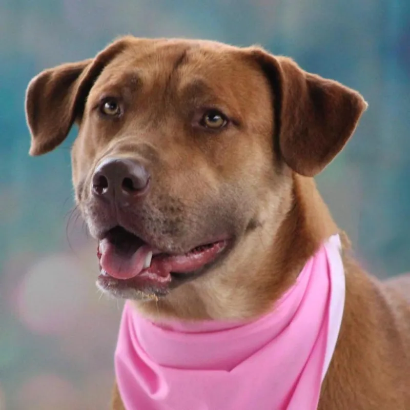 An adult large-sized female Red / Chestnut / Orange Shepherd dog named Rosie Posie Jum for adoption in Austin, TX