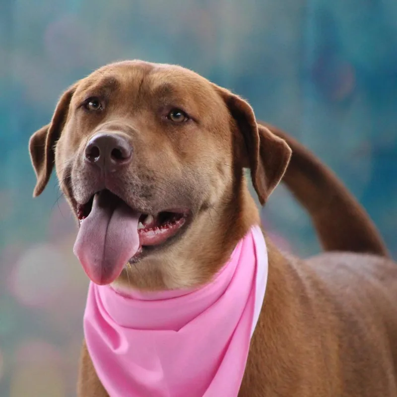 Rosie Posie Jum thumbnail 3