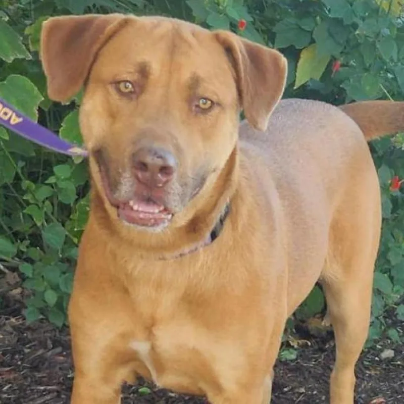 Rosie Posie Jum thumbnail 4