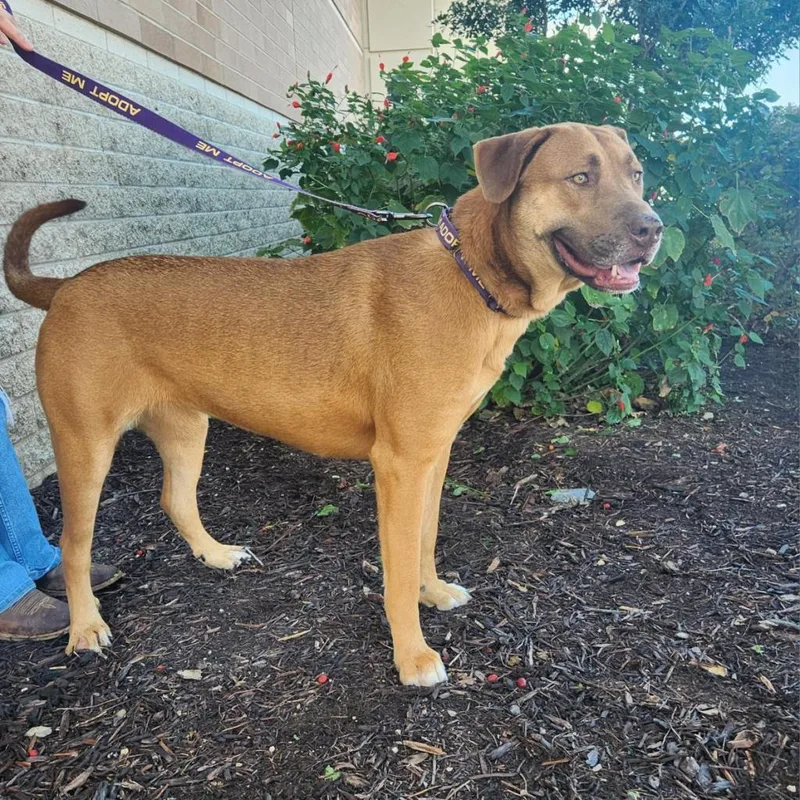 Rosie Posie Jum thumbnail 6