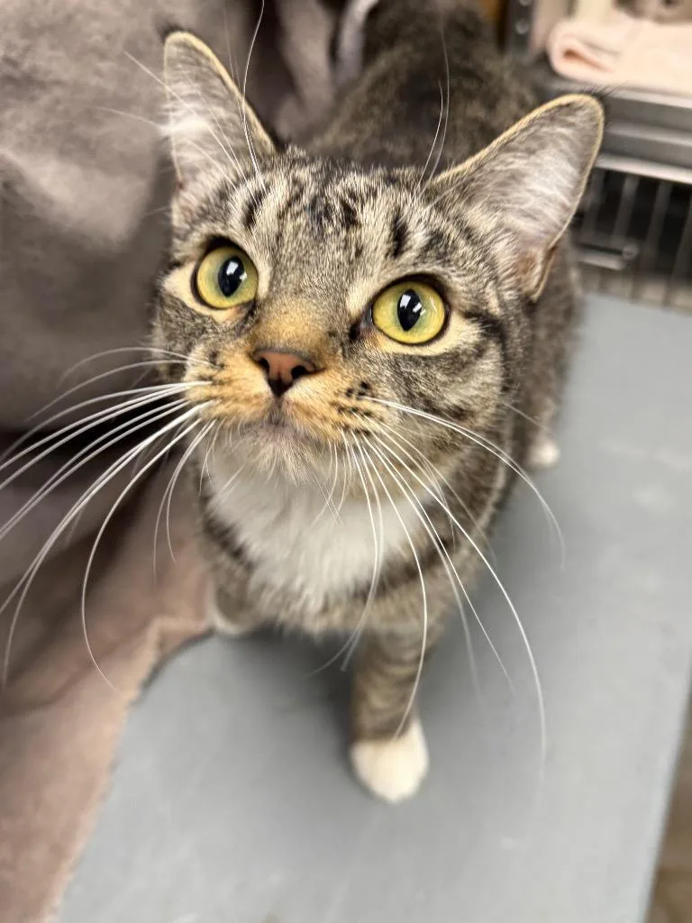 A young medium-sized female Domestic Short Hair cat named Coraline for adoption in Gillette, WY