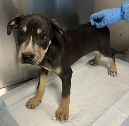A baby small-sized male Pit Bull Terrier dog named Chip for adoption in Fresno, CA