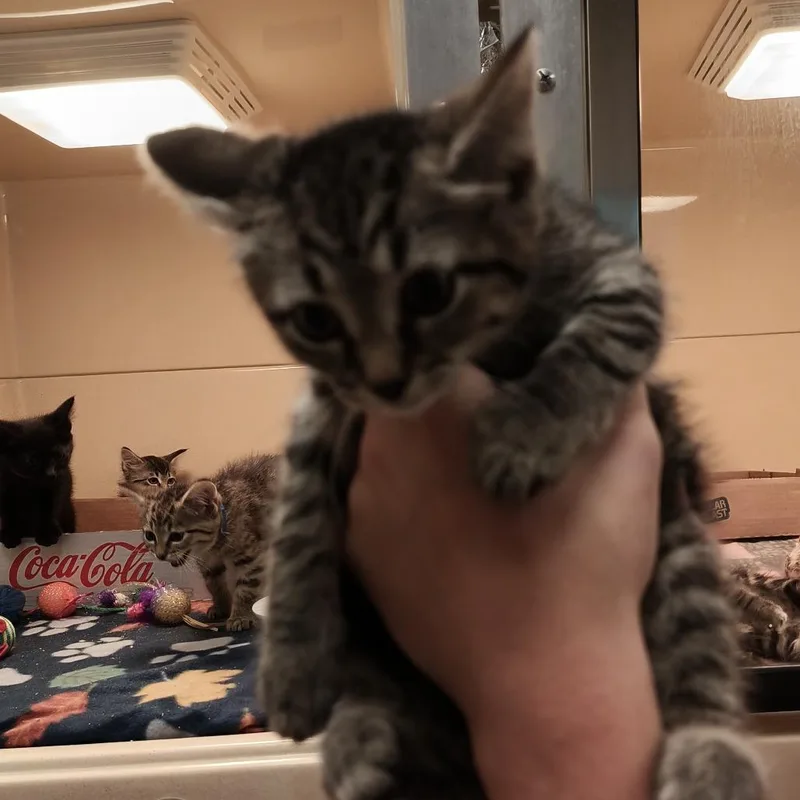 A baby small-sized female Buff / Tan / Fawn Domestic Short Hair cat named Sandy for adoption in Beckley, WV