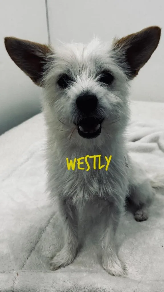 A young small-sized male West Highland White Terrier / Westie dog named Westly for adoption in Jacksonville, IL
