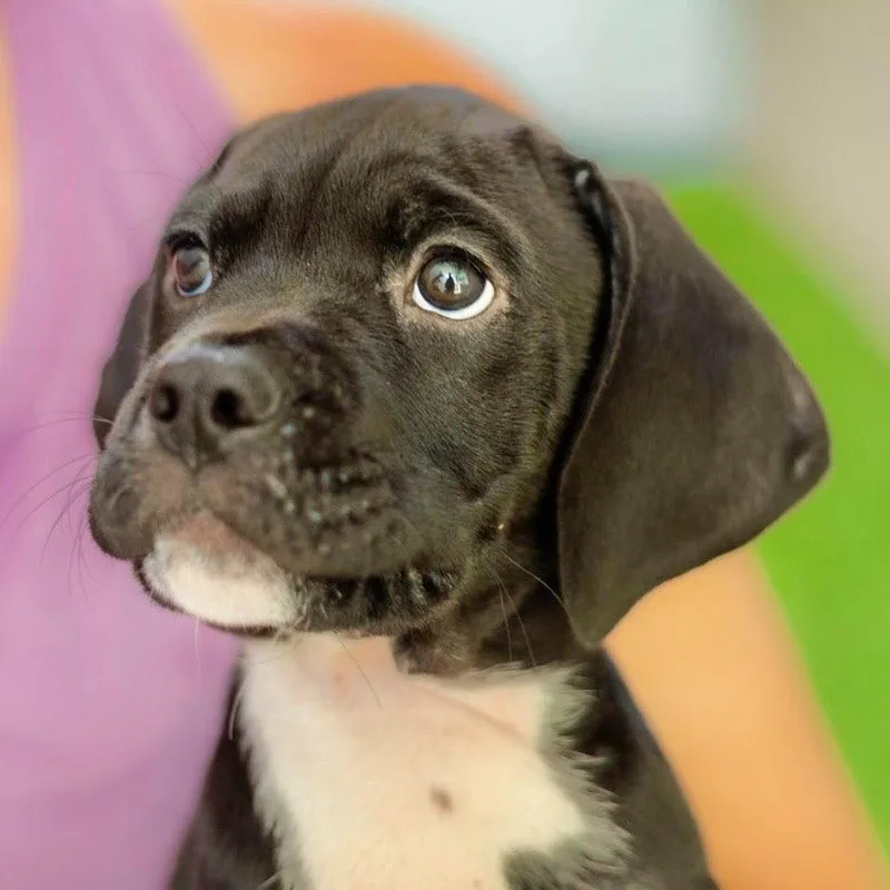 A baby medium-sized female Hound dog named Shaggy for adoption in Bloomfield, CT