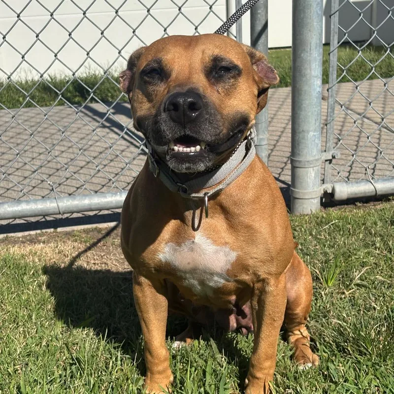 An adult medium-sized female Brown / Chocolate Boxer dog named Matilda for adoption in Webster, TX