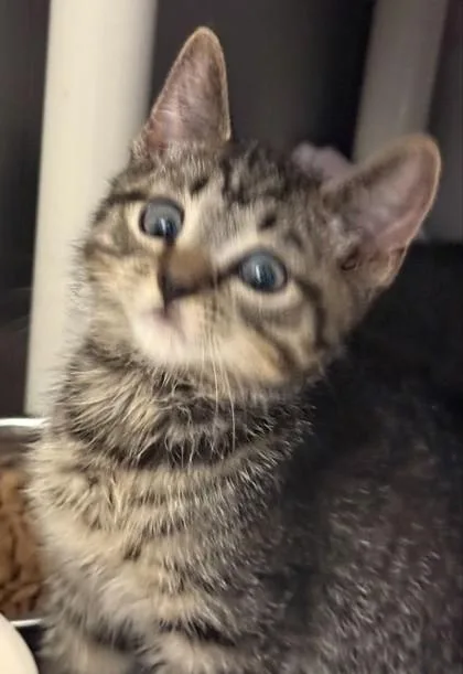 A baby small-sized male Domestic Short Hair cat named Snoop Catt for adoption in Madison, NJ