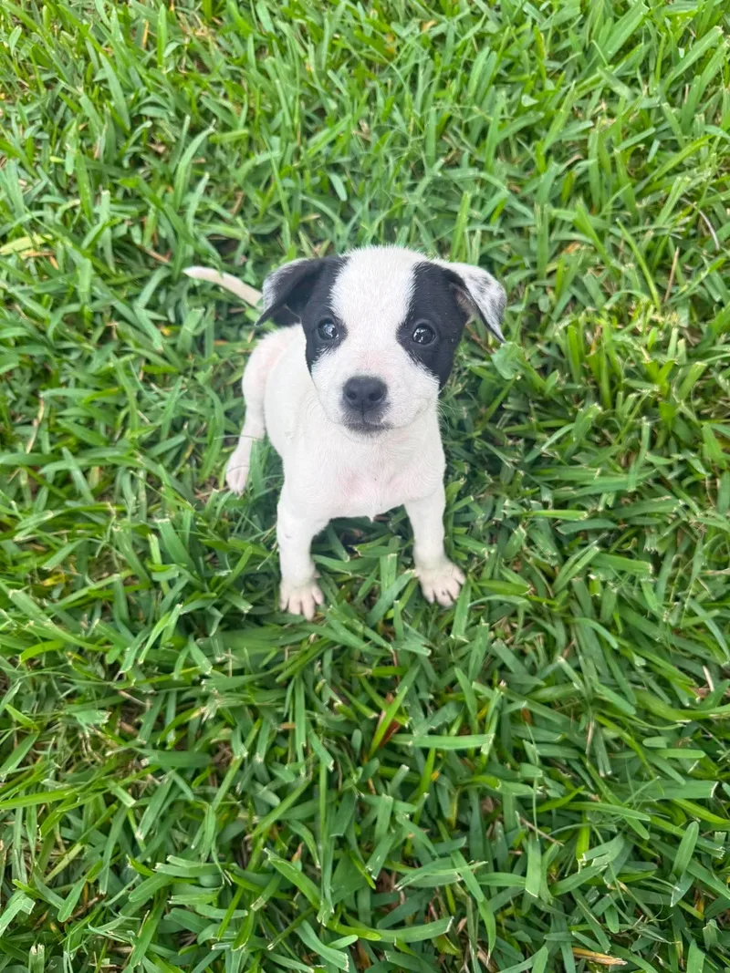 A baby medium-sized female Black Border Collie dog named Mia for adoption in Lutz, FL