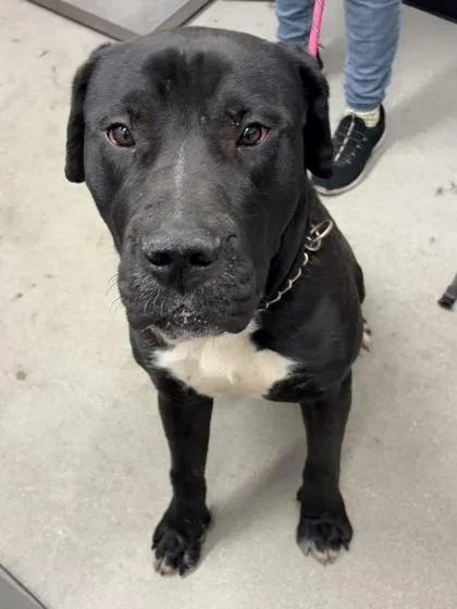 An adult extra large-sized male Mixed Breed dog named Kratos for adoption in West Chester, PA