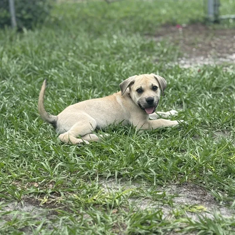 A baby medium-sized female Labrador Retriever dog named Darla for adoption in Saint Petersburg, FL