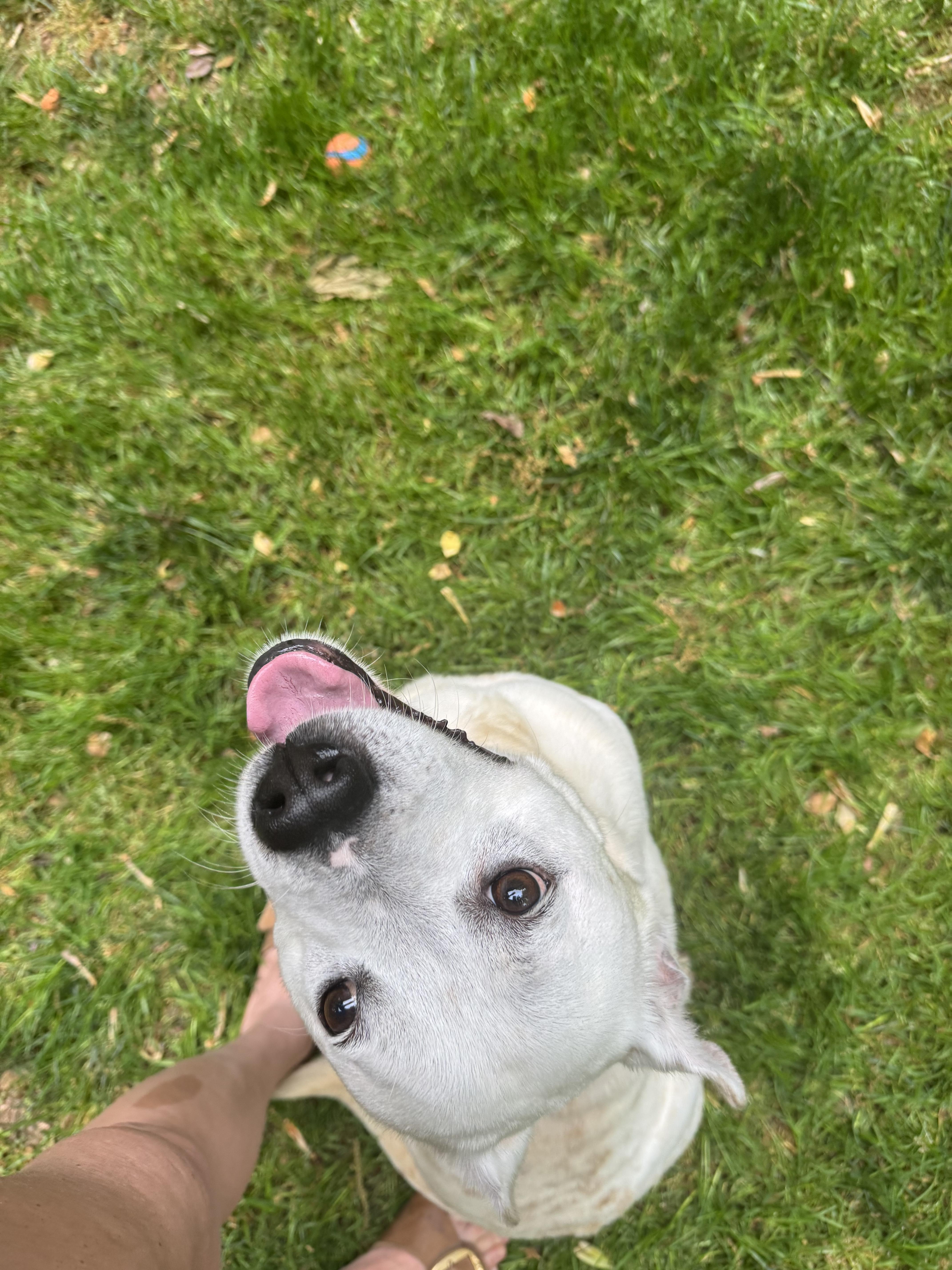 An adult medium-sized male Pit Bull Terrier dog named Cj for adoption in Wilkesboro, NC