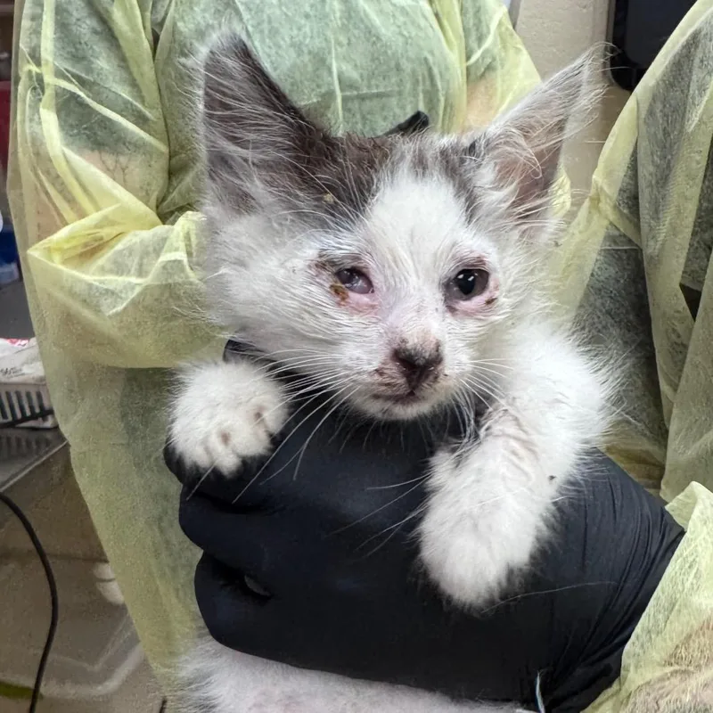 A baby small-sized male White Domestic Short Hair cat named Gengar for adoption in Winston-Salem, NC