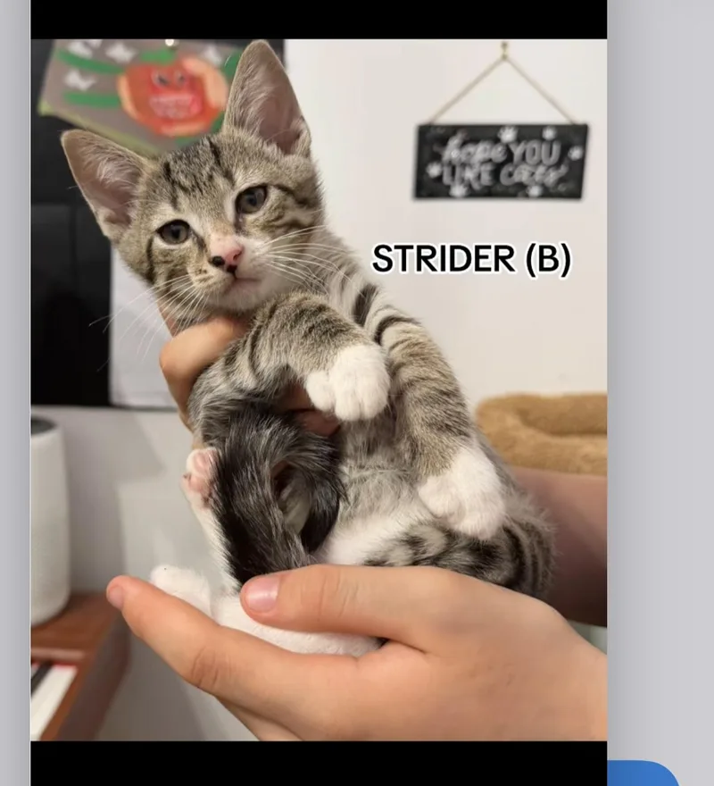 A baby small-sized male Domestic Short Hair cat named Strider for adoption in Sneads Ferry, NC