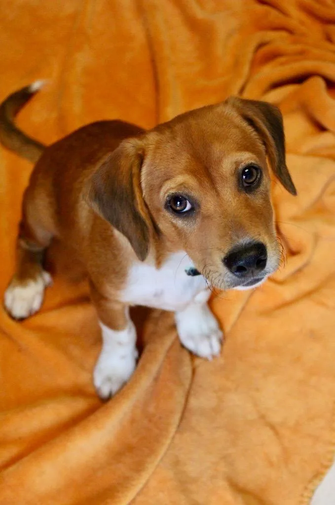 A baby medium-sized male Mixed Breed dog named Green Collar for adoption in Morgantown, KY