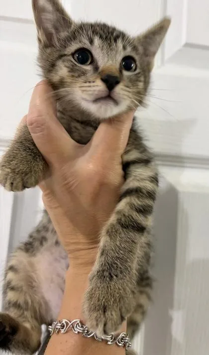 Rocky