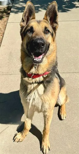 An adult large-sized male German Shepherd Dog dog named Reggie for adoption in Sacramento, CA