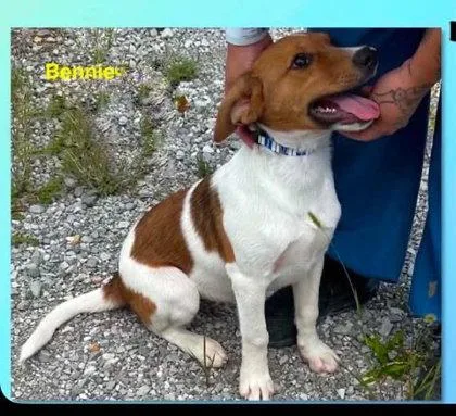 Bennie