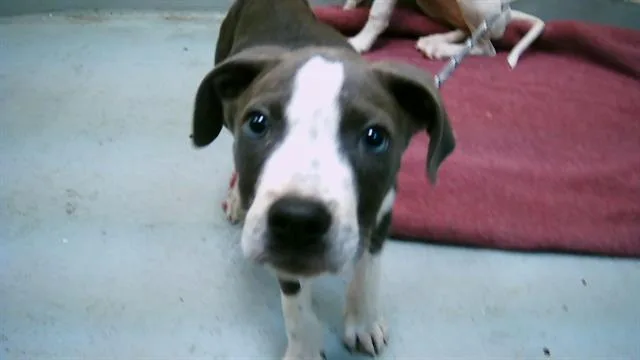 A young large-sized male Pit Bull Terrier dog named Stone for adoption in Tulsa, OK