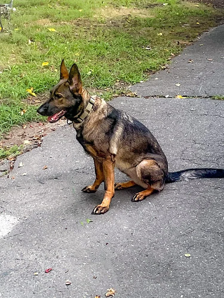 An adult large-sized female Tricolor (Brown, Black, & White) German Shepherd Dog dog named Kota for adoption in Millburn, NJ