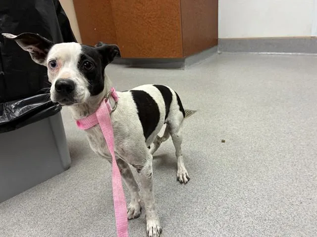 An adult small-sized female Chihuahua dog named Unknown for adoption in Rancho Cucamonga, CA