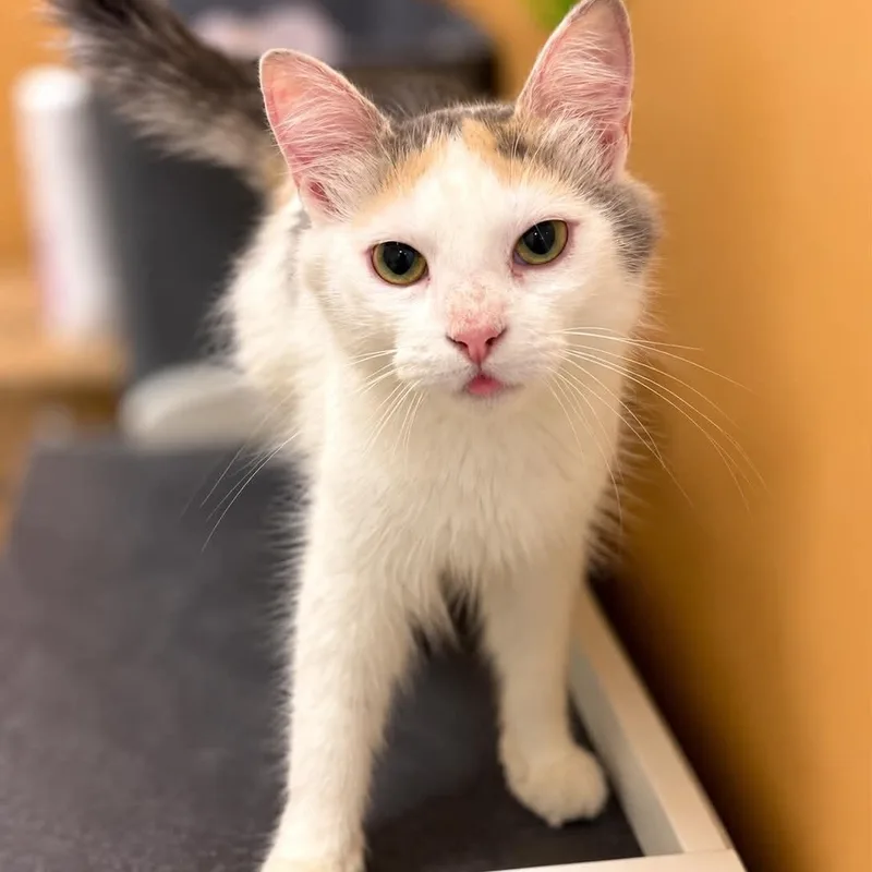 An adult medium-sized female Calico Domestic Medium Hair cat named Serenity . for adoption in Little Mountain, SC