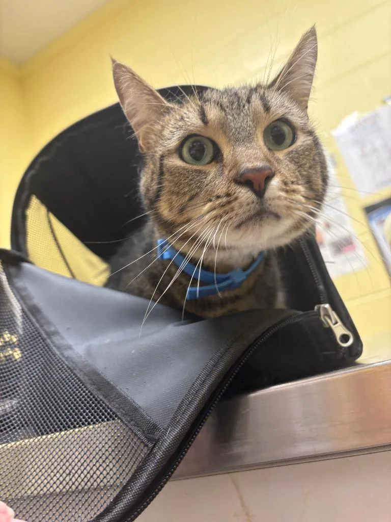 An adult large-sized male Domestic Short Hair cat named Natter Jack for adoption in Crossville, TN
