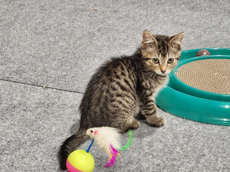A baby medium-sized female Domestic Short Hair cat named Luke for adoption in Wheaton, IL