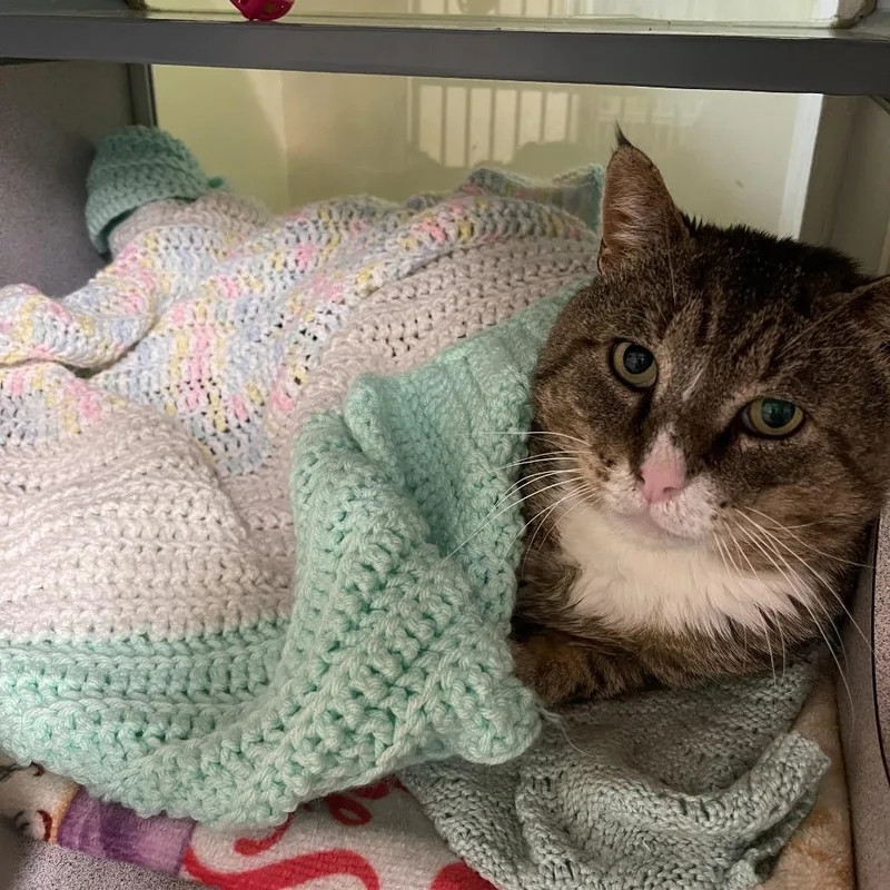 An adult extra large-sized male Brown / Chocolate Domestic Short Hair cat named Grandpaw for adoption in Walden, NY