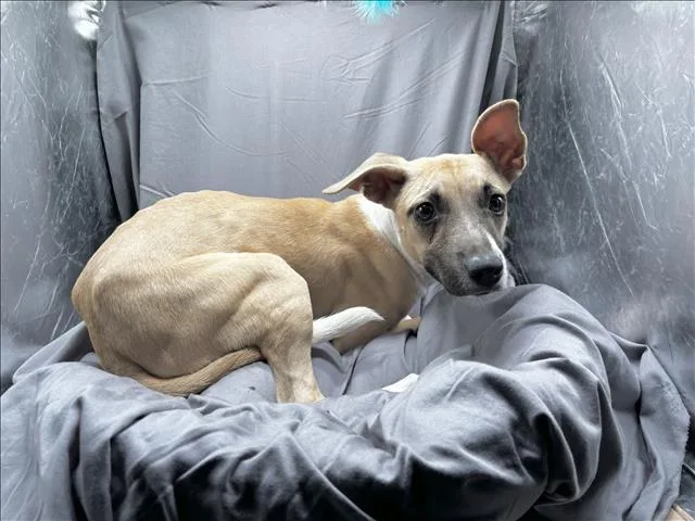A baby small-sized female Feist dog named Bingo for adoption in Appling, GA