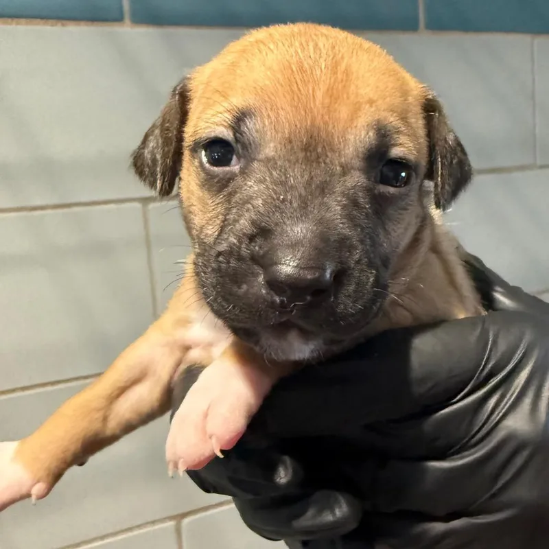 A baby medium-sized female Yellow / Tan / Blond / Fawn Mixed Breed dog named Ginger for adoption in Portland, OR