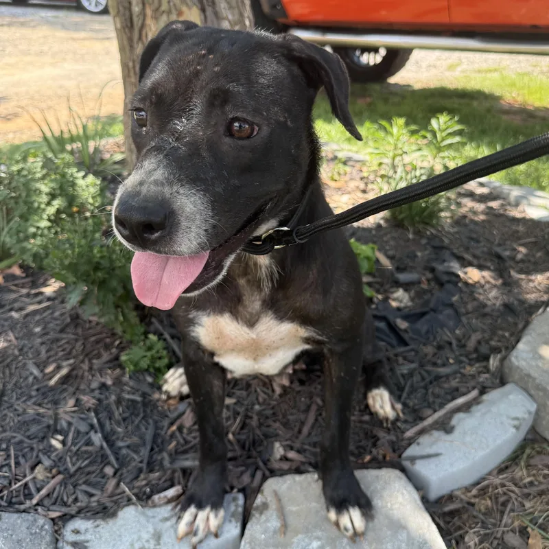 An adult medium-sized female Black Labrador Retriever dog named Onyx for adoption in Columbia, SC