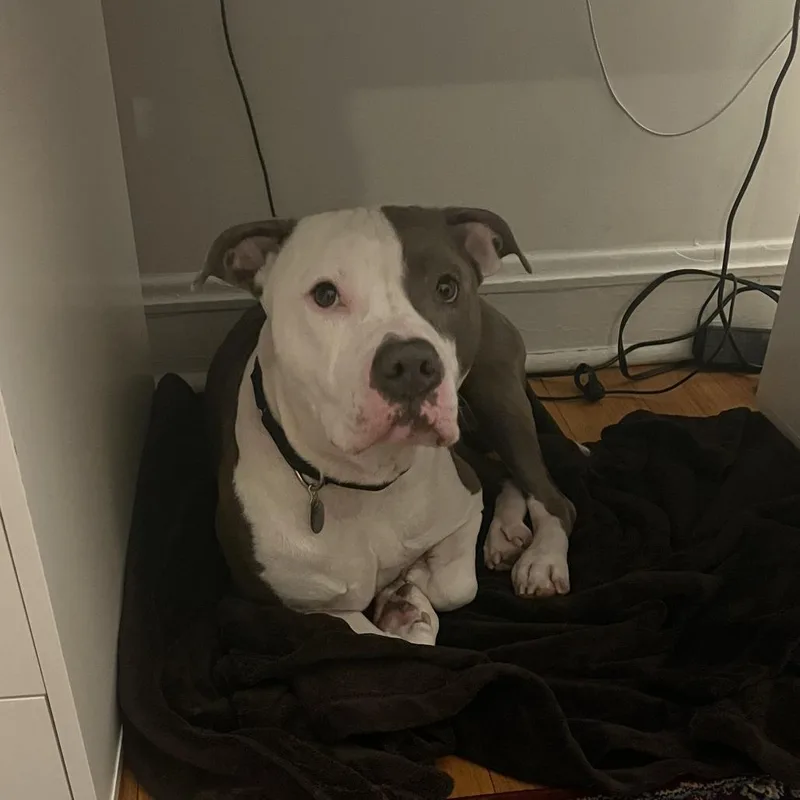 An adult large-sized male Mixed Breed dog named Artie for adoption in Oak Park, IL