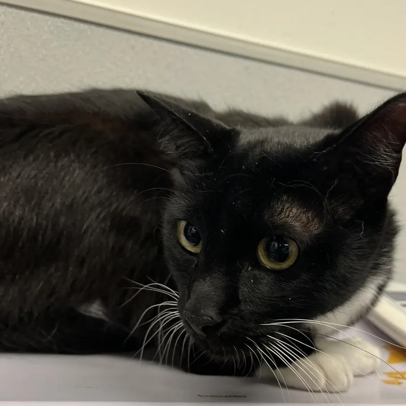 An adult large-sized male Black Domestic Short Hair cat named Whiskers for adoption in Tampa, FL