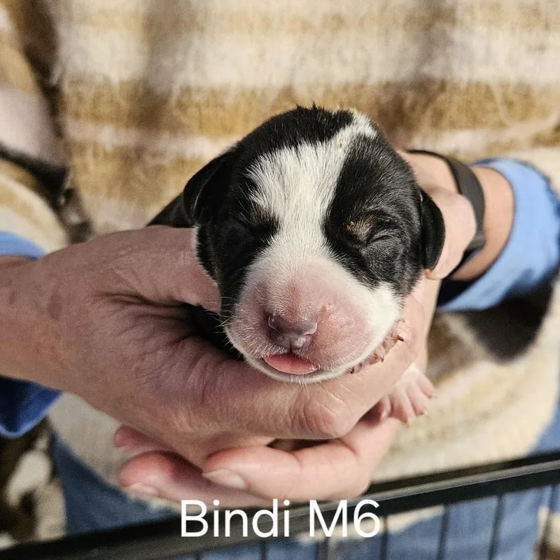 Bindi's Pup Rune thumbnail 2