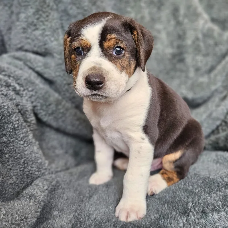 Bindi's Pup Rune thumbnail 3