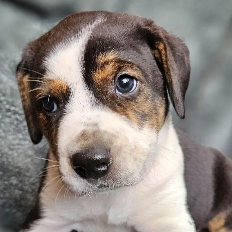 Bindi's Pup Rune thumbnail 4