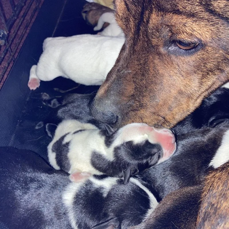 Bindi's Pup Rune thumbnail 5