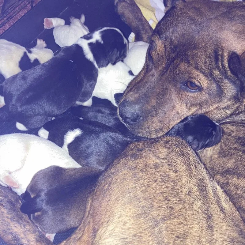 Bindi's Pup Rune thumbnail 6