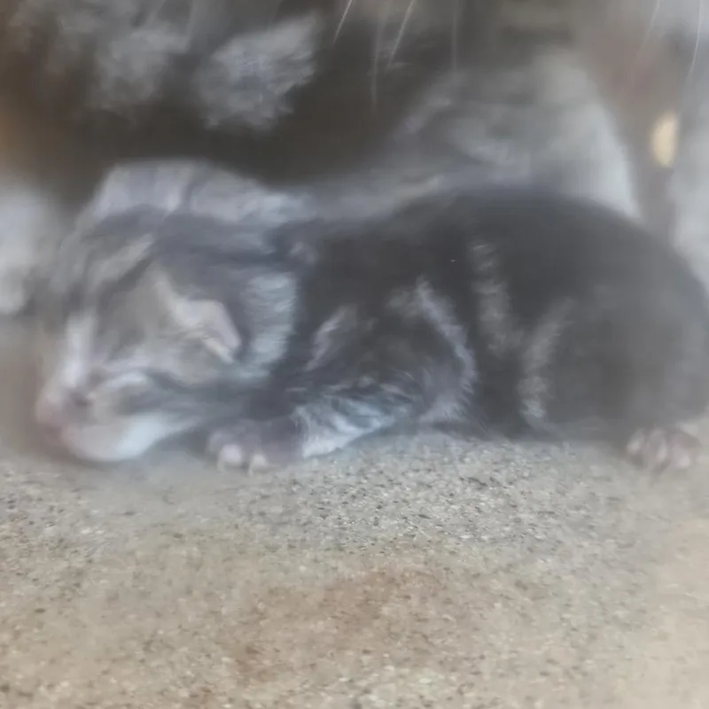 A baby small-sized female Gray / Blue / Silver Domestic Short Hair cat named 71011 for adoption in Harrisonburg, VA