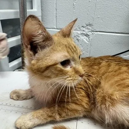 A baby small-sized male Domestic Short Hair cat named Washington for adoption in West Chester, PA
