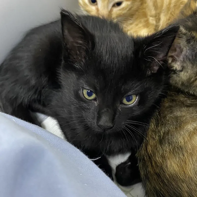A baby small-sized male Domestic Short Hair cat named Stoog for adoption in Franklin, NC