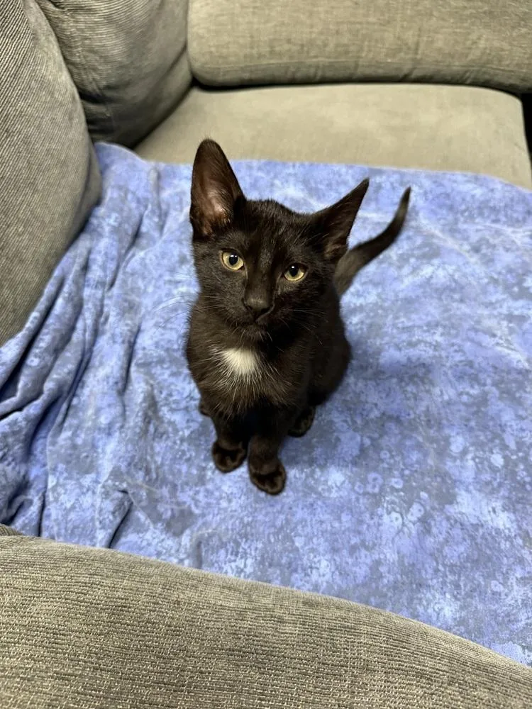 A baby medium-sized male Black Domestic Short Hair cat named Captain for adoption in Clinton Township, MI