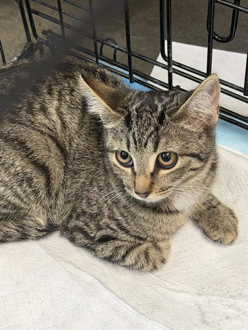 A baby small-sized female Domestic Short Hair cat named Peach for adoption in Chatsworth, CA