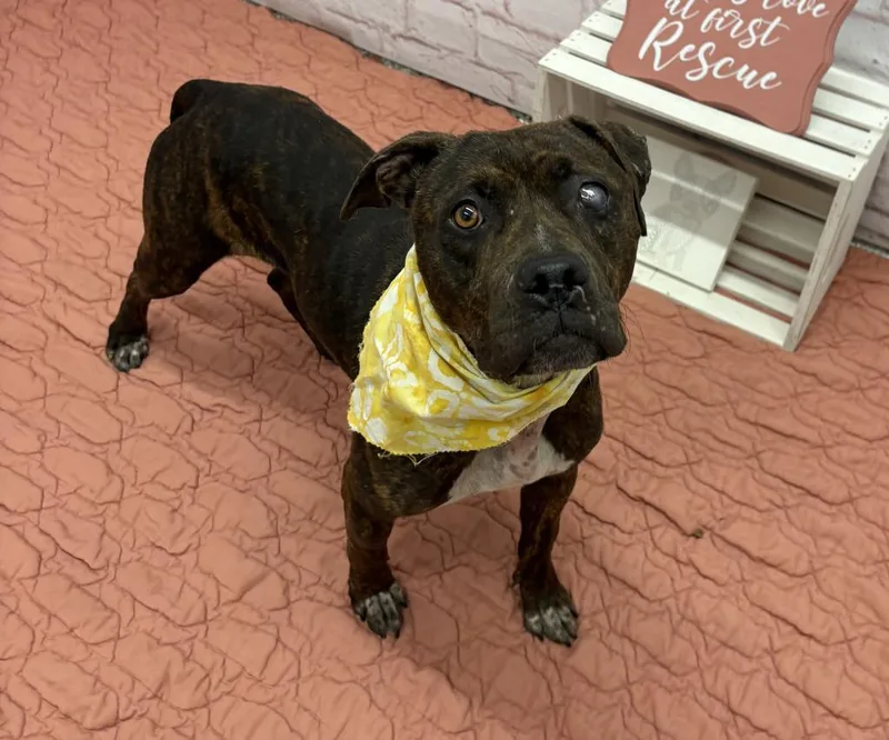An adult medium-sized female Boxer dog named Coco for adoption in Detroit, MI