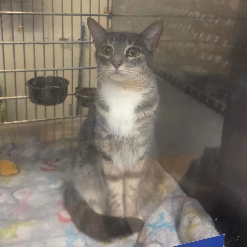 An adult medium-sized female Gray / Blue / Silver Domestic Short Hair cat named Nugget for adoption in Gonzales, LA