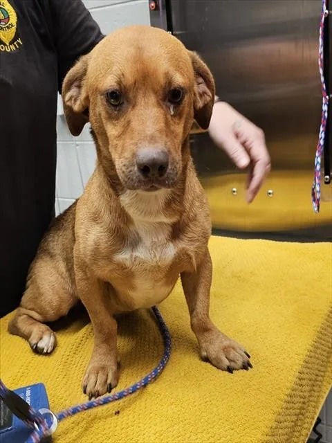An adult medium-sized male Beagle dog named Frontier for adoption in Huntsville, AL