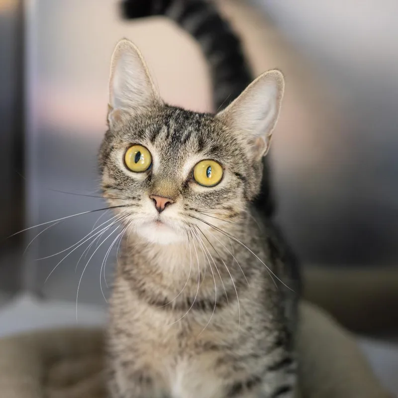 An adult medium-sized female Brown / Chocolate Domestic Short Hair cat named Mia for adoption in Wilmington, DE