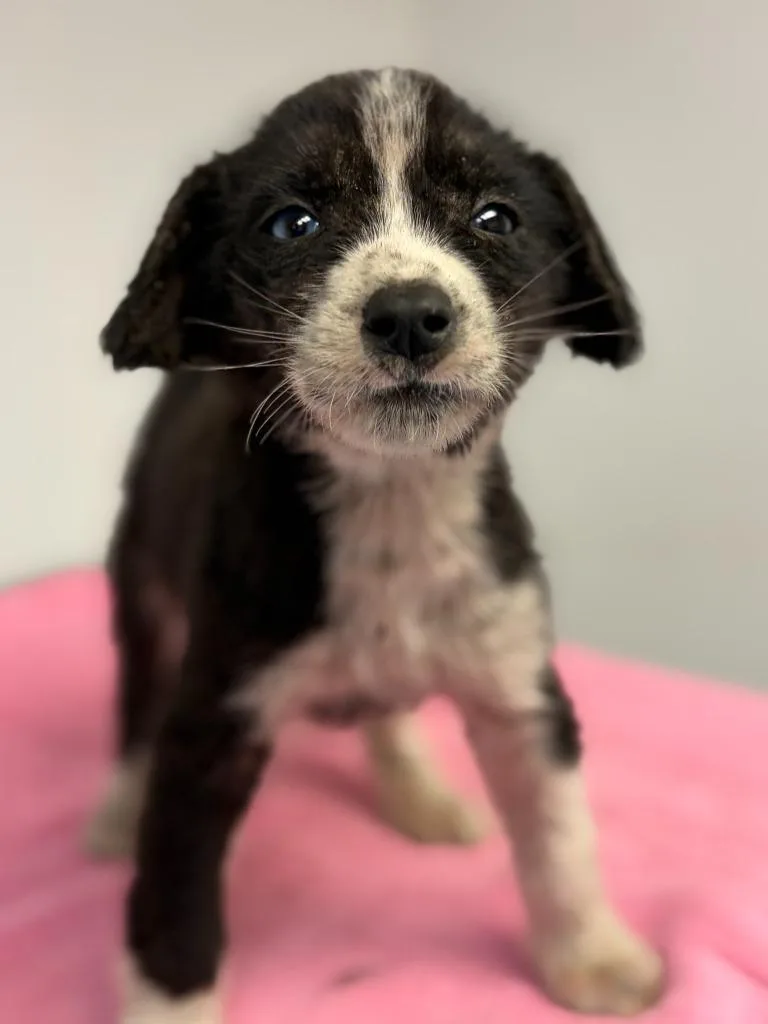 A baby small-sized female Collie dog named Bluebell for adoption in Lockhart, TX