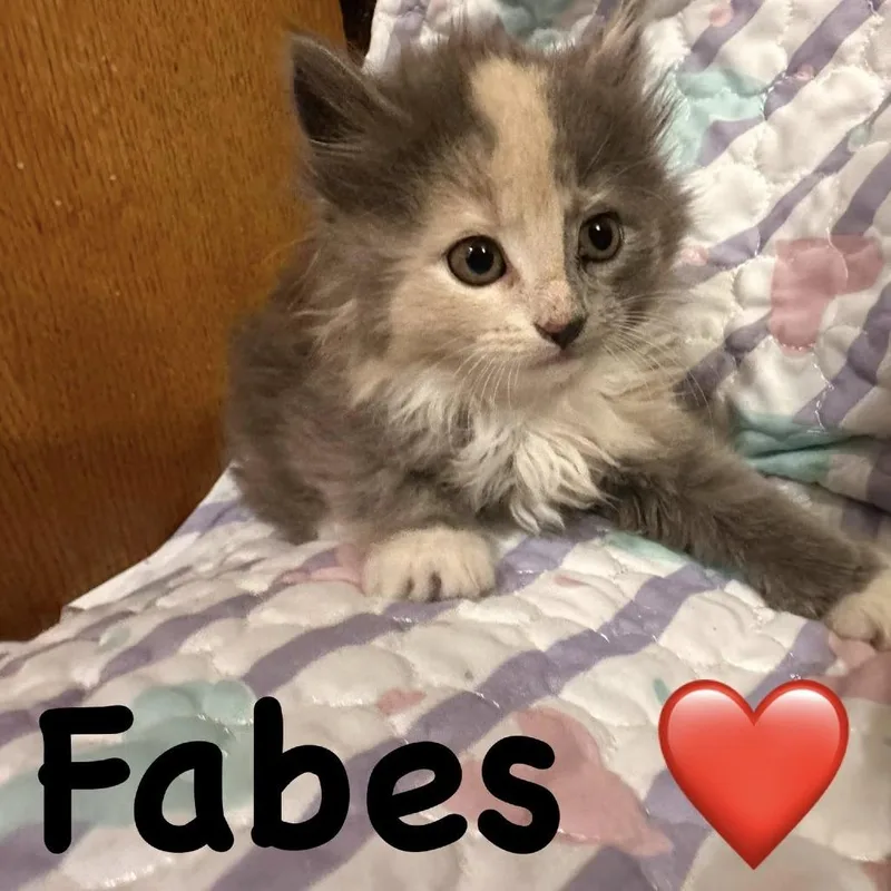 Fabes thumbnail 4