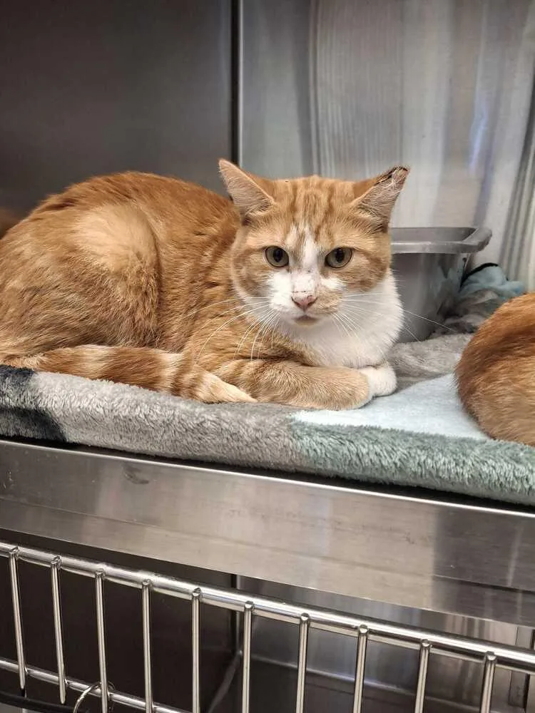 An adult large-sized female Orange & White Domestic Short Hair cat named Mumford for adoption in Bowling Green, OH